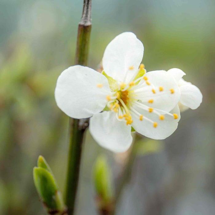 Patio Plum 'Opal'