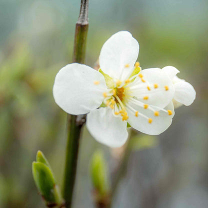 Patio Plum 'Opal'
