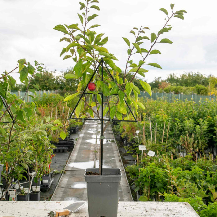 Patio Plum 'Opal'