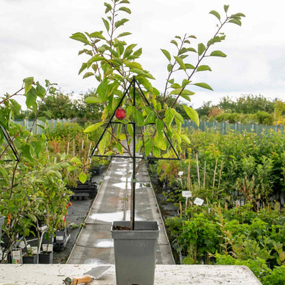 Patio Plum 'Opal'