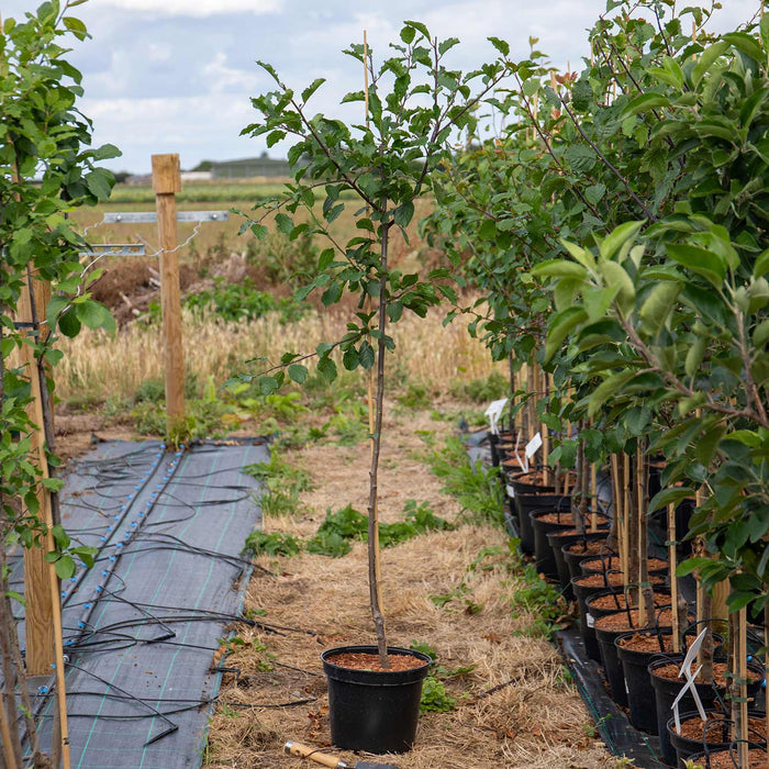 Patio Plum 'Opal'