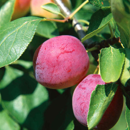 Patio Plum 'Opal'