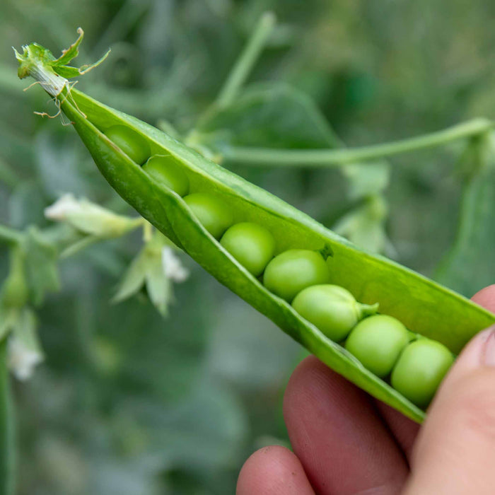 Pea 'Alderman'