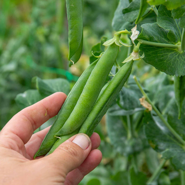Pea 'Alderman'