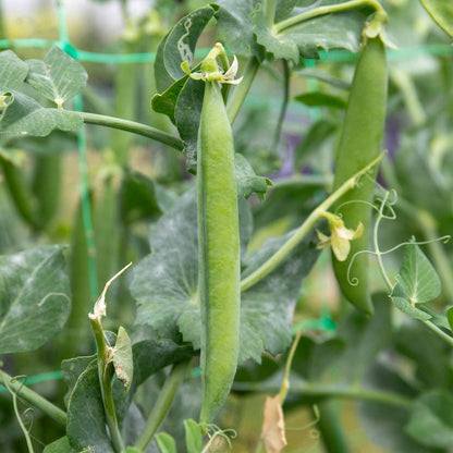 Pea 'Alderman'