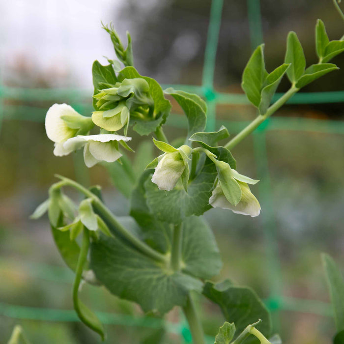 Pea 'Alderman'