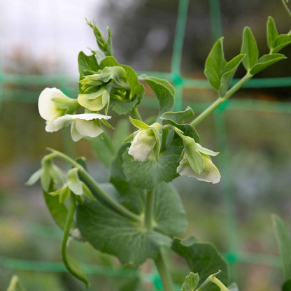 Pea 'Alderman'
