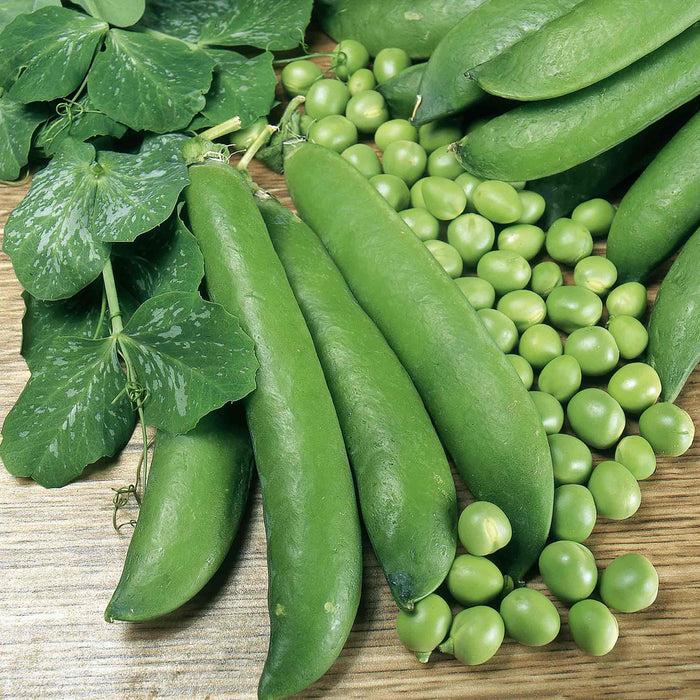Pea 'Alderman'