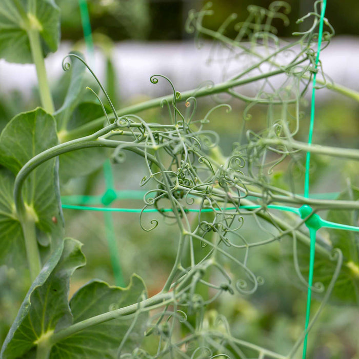 Pea 'Alderman'