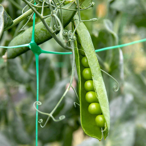 Pea 'Kelvedon Wonder'