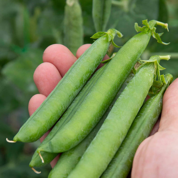 Pea 'Kelvedon Wonder'