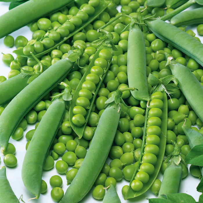 Pea 'Kelvedon Wonder'
