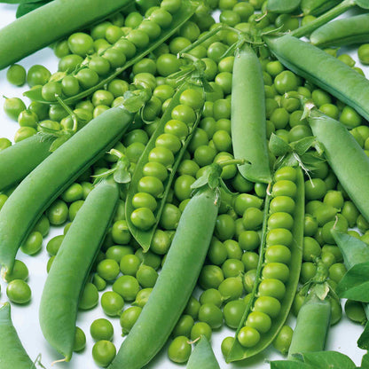 Pea 'Kelvedon Wonder'