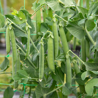 Pea 'Kelvedon Wonder'