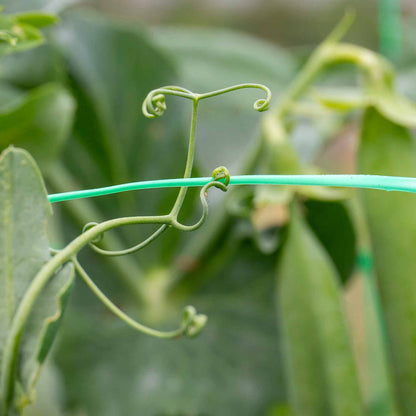 Pea 'Kelvedon Wonder'