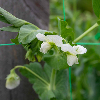 Pea 'Kelvedon Wonder'
