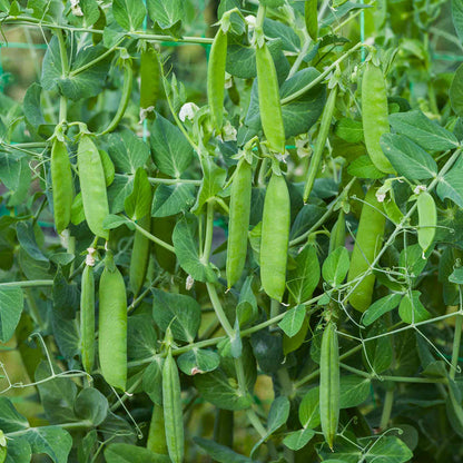 A pea plant with several green pea pods visible on the vines.