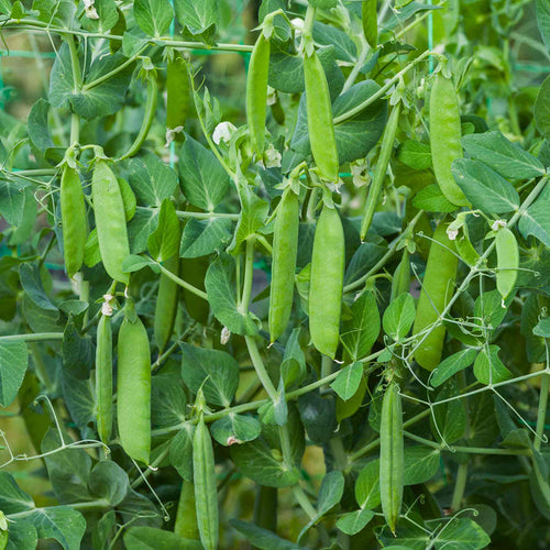 A pea plant with several green pea pods visible on the vines.