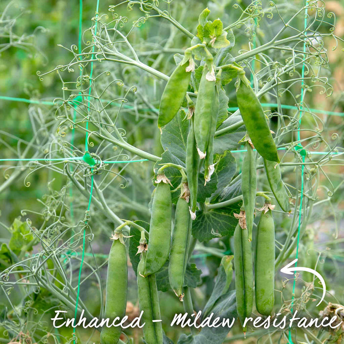 Pea 'Larango'