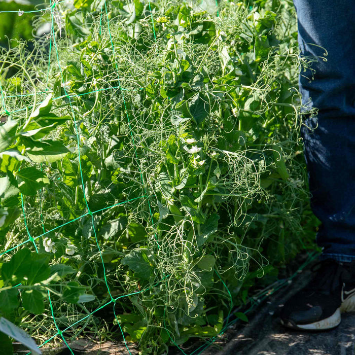 Pea 'Larango'