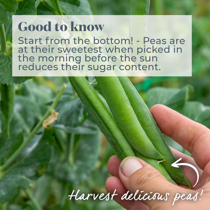 Pea 'Larango'