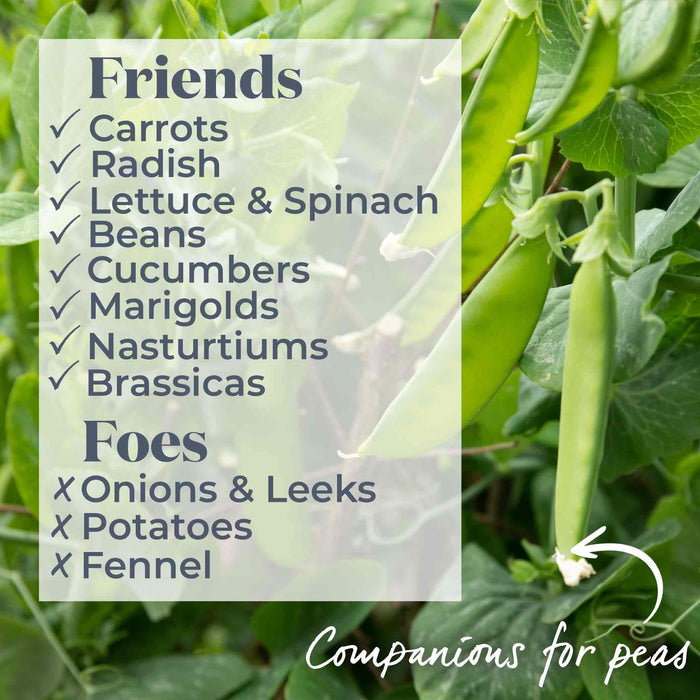 Pea 'Larango'