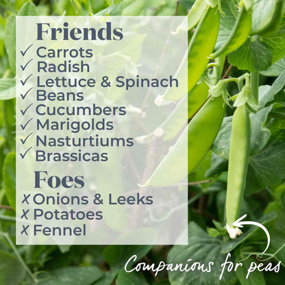 Pea 'Larango'
