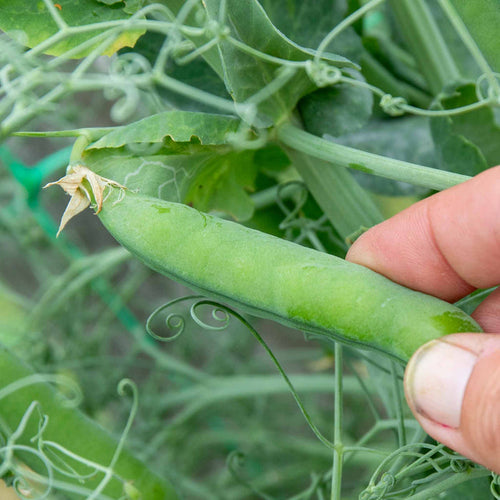 Pea 'Ruselago'