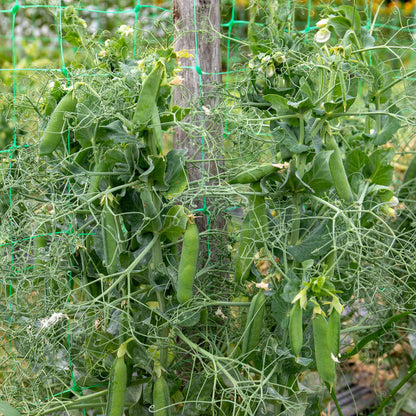 Pea 'Ruselago'