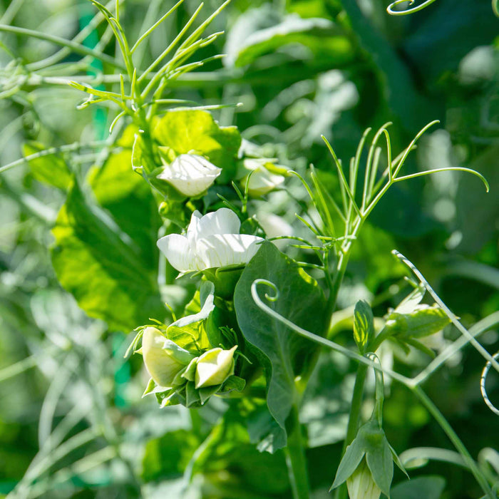 Pea 'Ruselago'