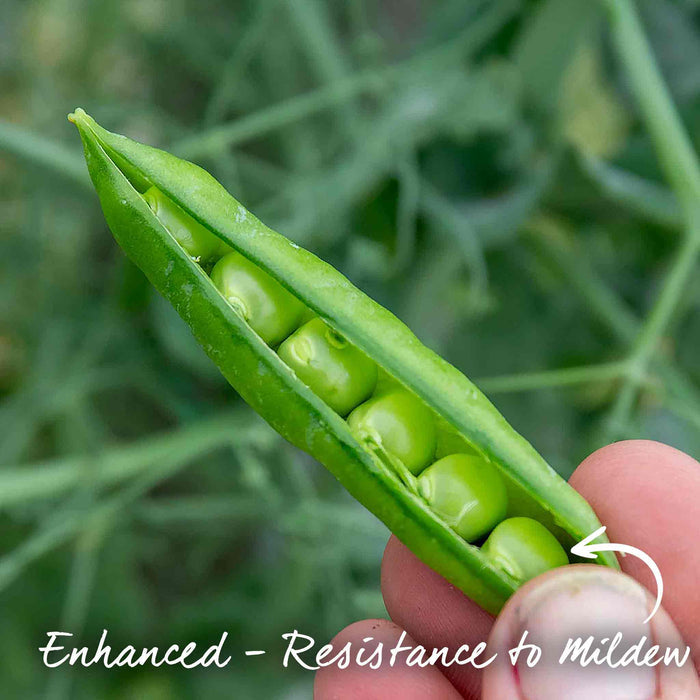 Pea 'Ruselago'