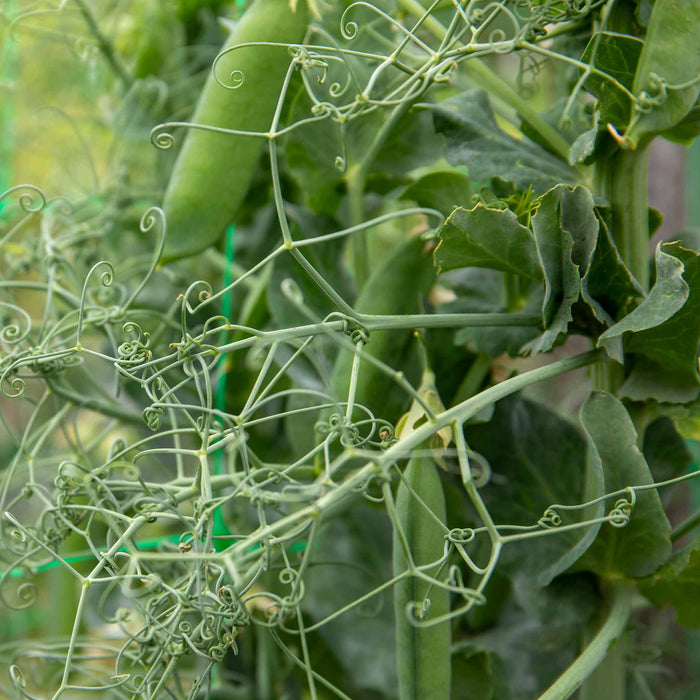 Pea 'Ruselago'