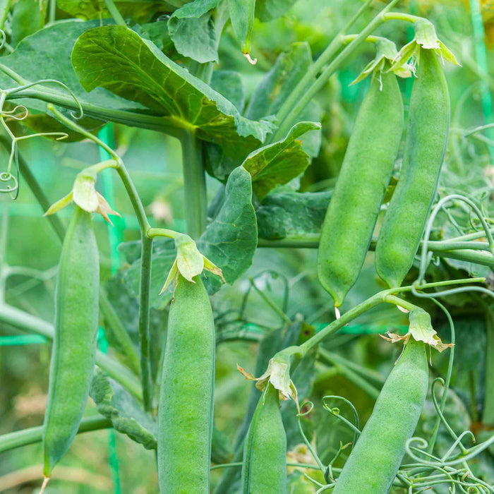 Pea 'Ruselago'