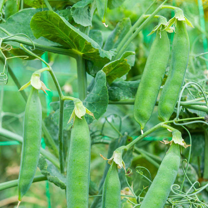 Pea 'Ruselago'