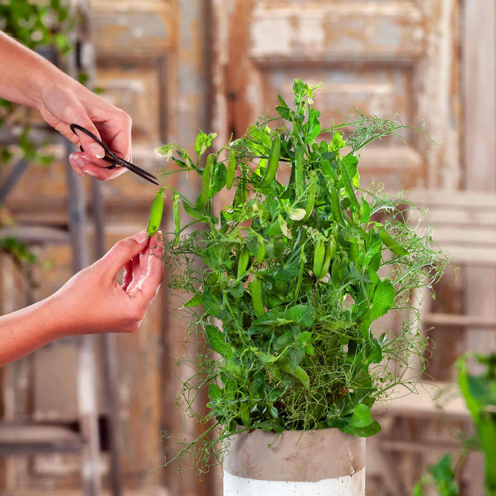 Person harvesting green peas from a plant with scissors in a greenhouse setting.