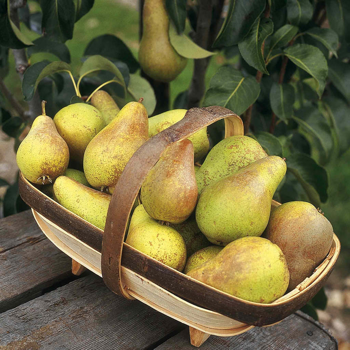 Pear Duo 'Conference' & 'Concorde'