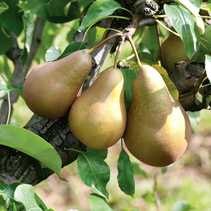 Pear Duo 'Conference' & 'Concorde'