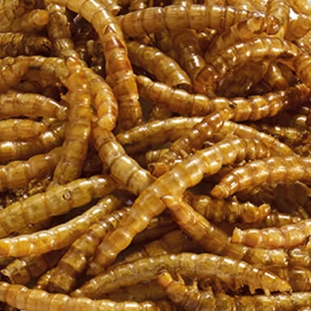 Peckish Mealworms