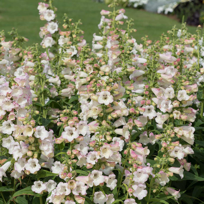 Penstemon 'Arabesque Apple Blossom'