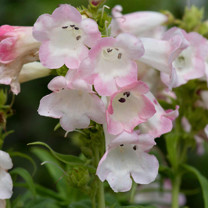 Penstemon 'Arabesque Apple Blossom'