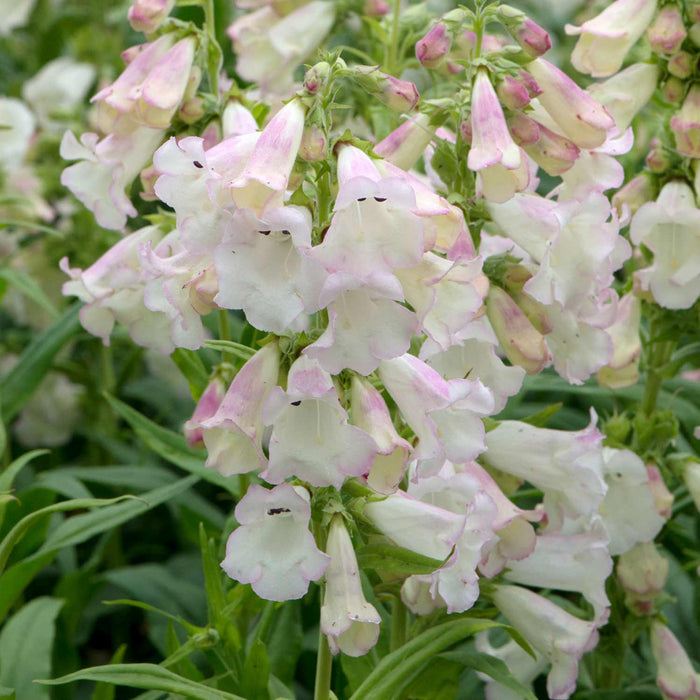 Penstemon 'Arabesque Apple Blossom'