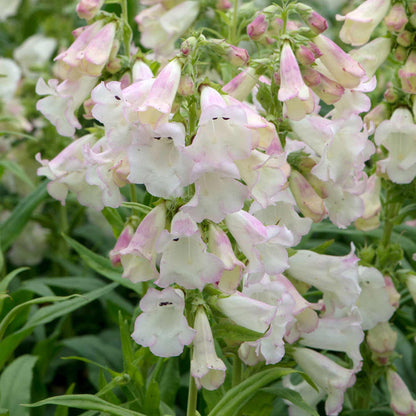 Penstemon 'Arabesque Apple Blossom'