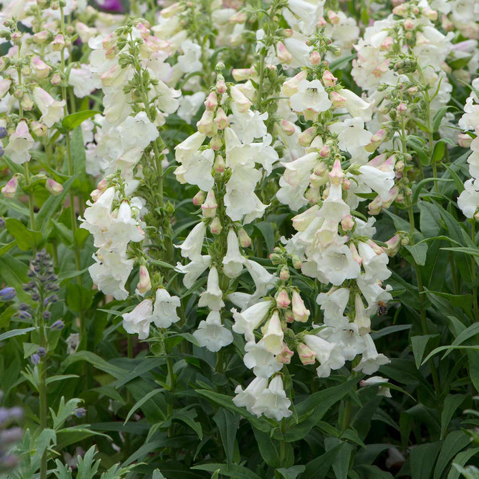 Penstemon 'Arabesque Apple Blossom'