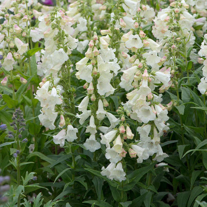 Penstemon 'Arabesque Apple Blossom'