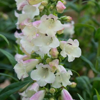 Penstemon 'Arabesque Apple Blossom'
