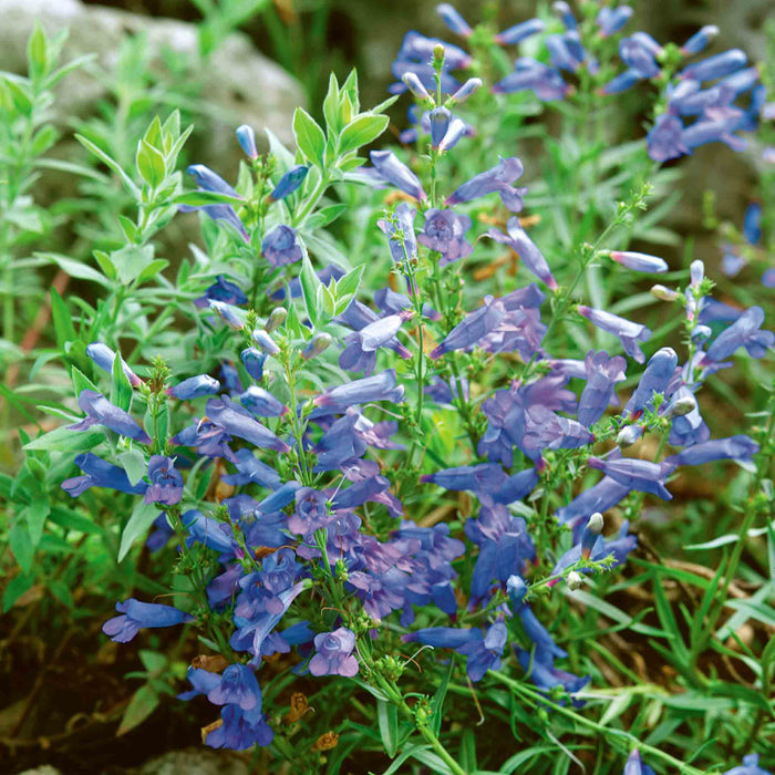 Penstemon Collection