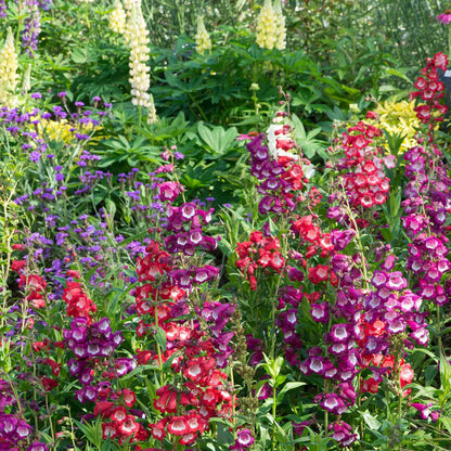 Penstemon Collection