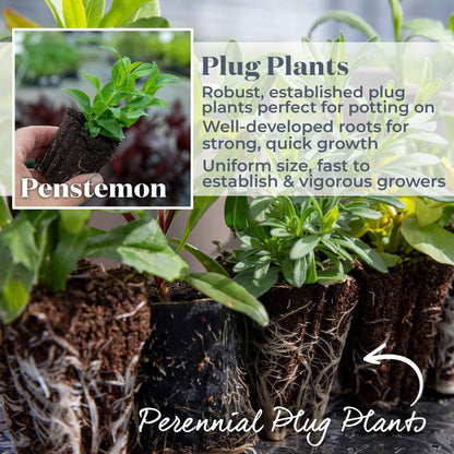 Penstemon Collection