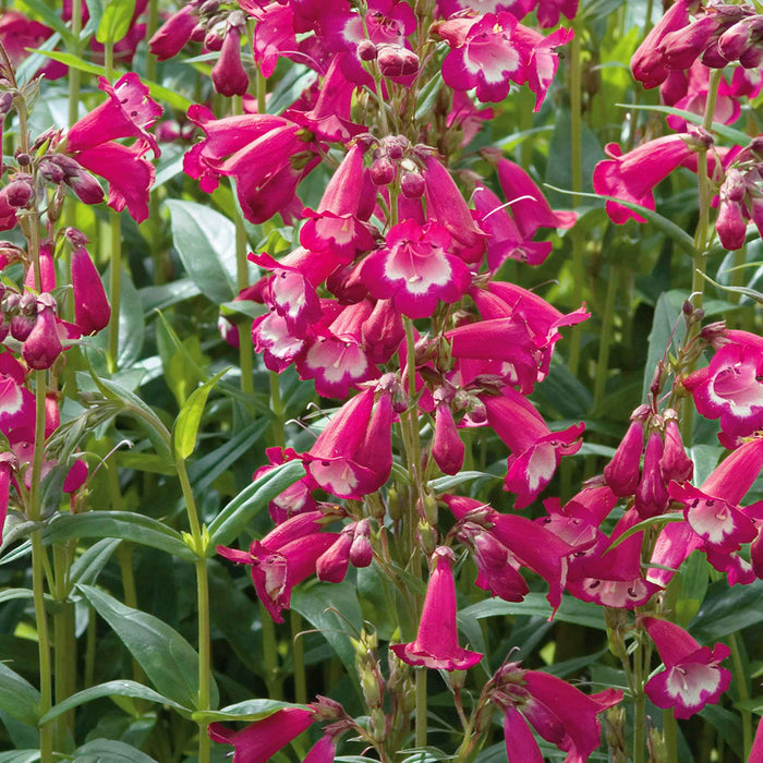 Penstemon 'Pensham Amelia Jayne'