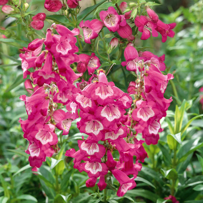 Penstemon 'Pensham Amelia Jayne'